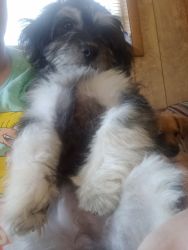 Chipoo puppy 18 weeks old loving need home