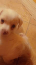 Toy poodle / mix chihuahua ready for new forever homes