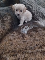 Female Chihuahua/poodle puppy