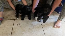 Poodle/Chihuahua babies. 2 females and 2 males