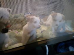 Chi poo puppies to a good home