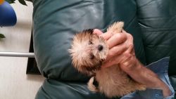 Stunningly Gorgeous Tiny Male Chipoo Puppy