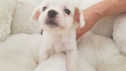 Malchi Puppy - Female - Mini ($1,499)