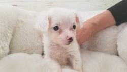 Malchi Puppy - Female - Teeny ($1,499)
