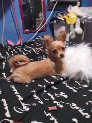 Adorable Chi-Poo Puppy For Sale
