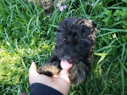 Male Chihuahua poodle pup