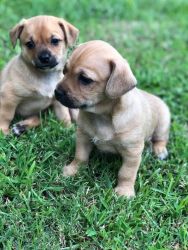 Chi-Poo puppies for sale