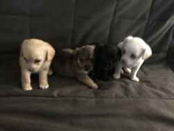 Toy Poodle and Chihuahua Mix Puppies