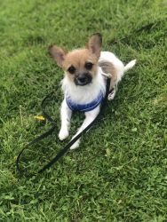 7Month Chi-Poo(Spade) needs a loving home