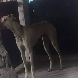 Chippiparai Dog for sale