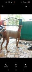Chippiparai Dog for sale