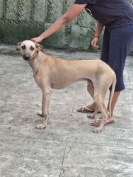 Chippipaarai dogs for sale