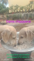 Chippparai puppies