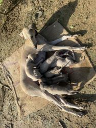 Top quality Chippiparai puppies for sale