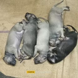 Native breed puppies for sale