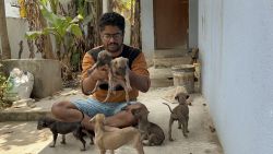 Chippiparai Puppies for sale