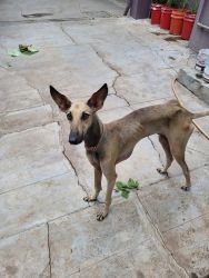 chippiparai dog for sale (1.5 Years old)