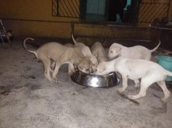 Cute chippiparai puppies available for sale