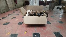 CHIPPIPARAI 30 days old PUPPIES FOR SALE