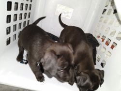 3 puppies need homes