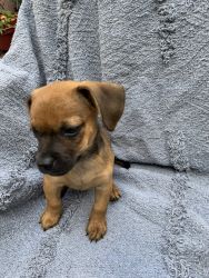 Chiweenie(Chihuahua-Dashound) Puppy Girl Born July 19/2021