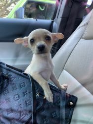 Chihuahuas baby girl