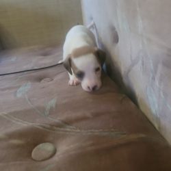 Mini Toy Chiwinnie Puppies For Sale