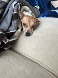 Chiweenie For Sale- Penelope