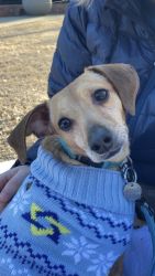 Goose the chiweenie needs a home!