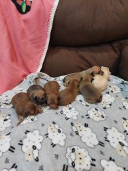 7 chiweenie puppies for sale