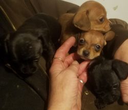 Chiweenie puppies for Easter
