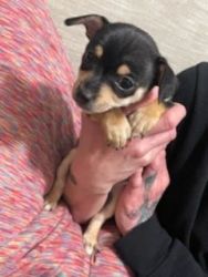 8 week old Chiweenies ready for good homes