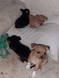2 adorable male Chiweenies for sale