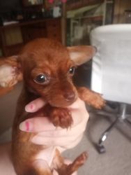 Rehoming 3 Miniature Chiweenie Puppies