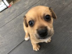 Chiweenie Puppies for Sale