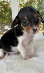 Chase. Male chiweenie