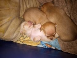 Miniature Chiweenie puppies for sale