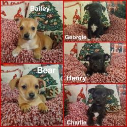 Chiweenie pups in need of good homes