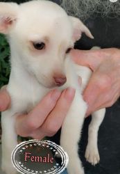 Chihuahua/dachshund puppies