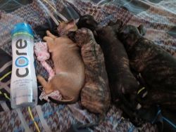 Puppies For Sale!!!