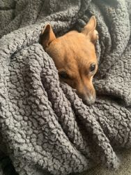 Xena female chi weenie who you can’t help but love instantly.
