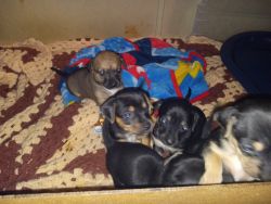 Five chiweeny babies ready to go