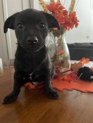 Black chiweenies puppy