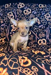 Chiweenies ready for forever home