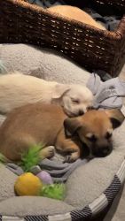 2 chiweenie-poodle pups 10wks old