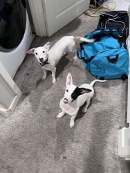 2 puppies for sale