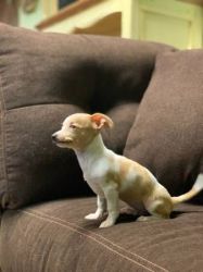Chiweenie Puppy For Sale