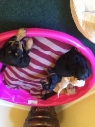 Chiweenie Puppies for sale