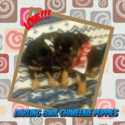 Darling 8wk Chiweenie Puppies