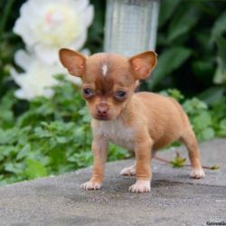 Chiweenie Puppies For Sale